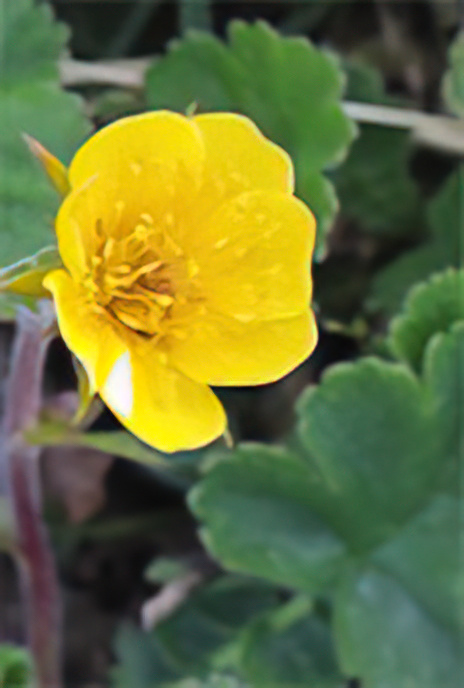 Alpine Avens