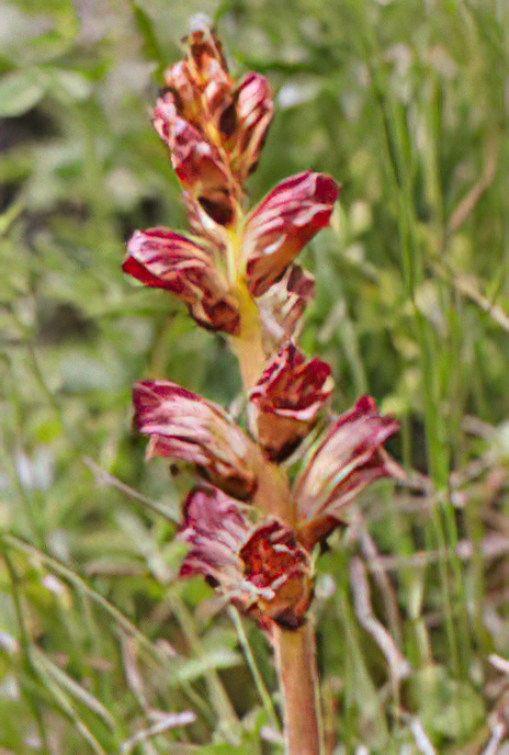 Slender Broomrape