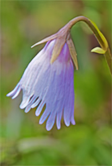 Dwarf Snowbell