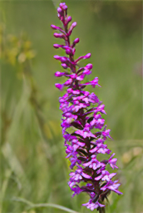 Fragrant Orchid