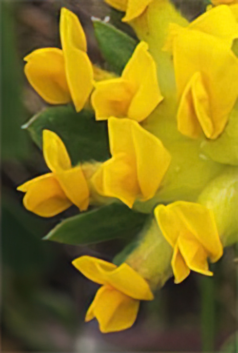 Kidney Vetch
