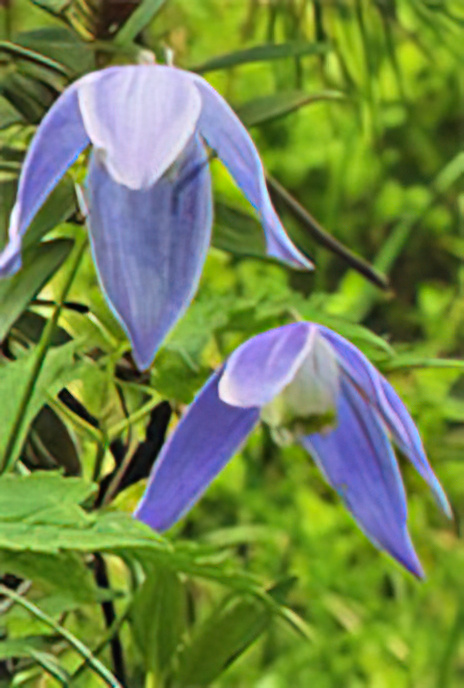 Alpine Clematis