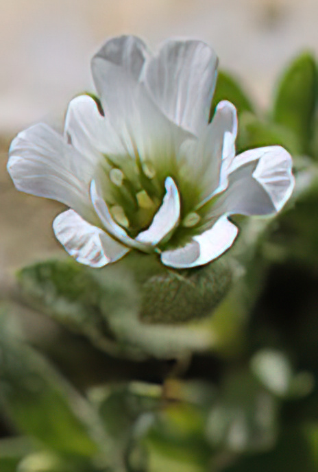 Glacier Mouse-ear