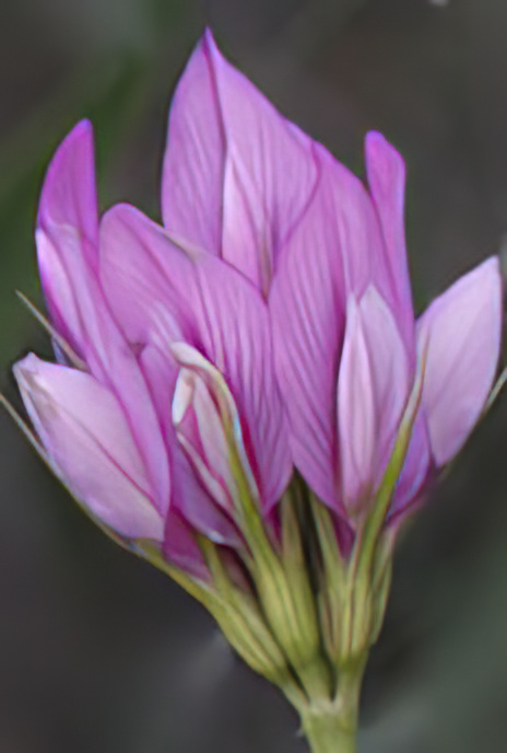 Mountain Sainfoin