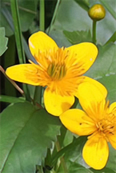 Marsh Marigold or King Cup