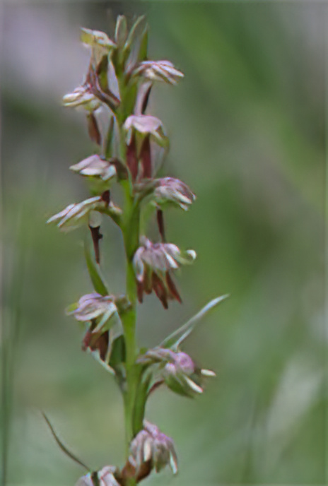 Frog Orchid
