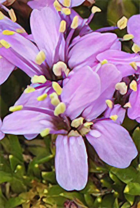 Moss Campion