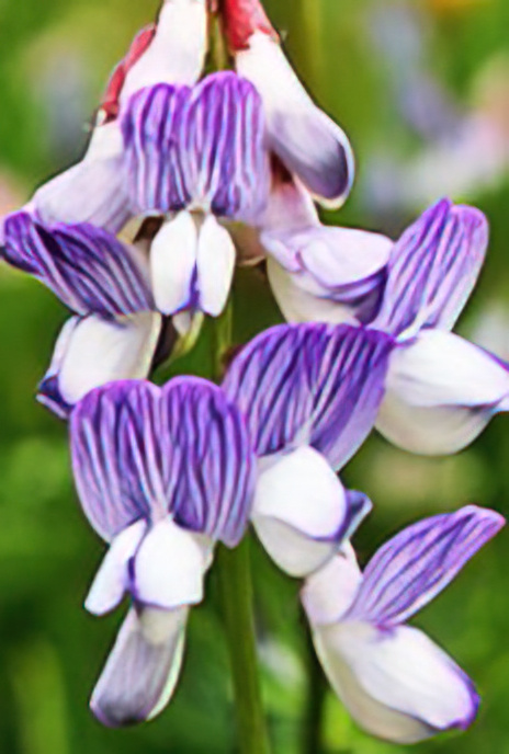 Wood Vetch