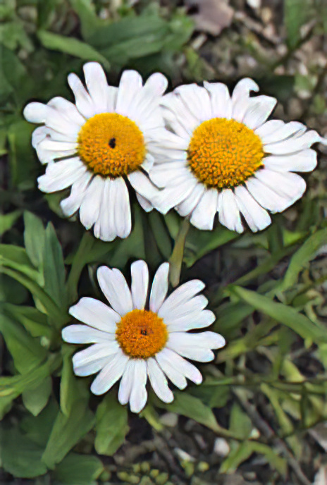 Oxeye daisy