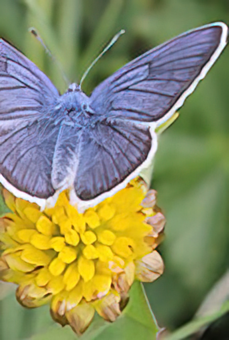Green-underside Blue
