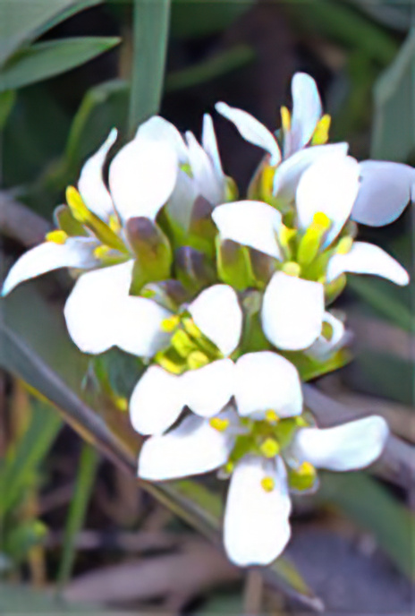Alpine Rock-cress
