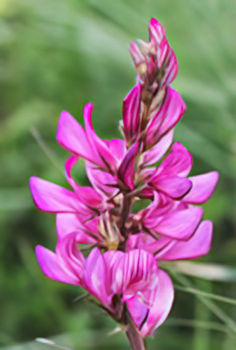 Mountain Sainfoin