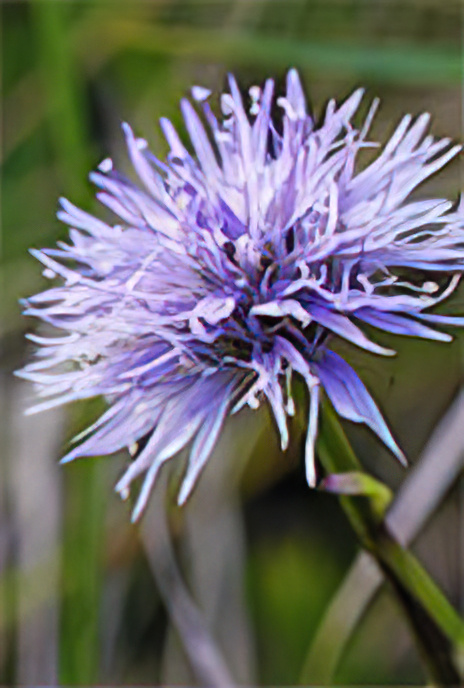 Matted Globularia