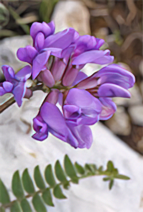 Mountain Milk-vetch