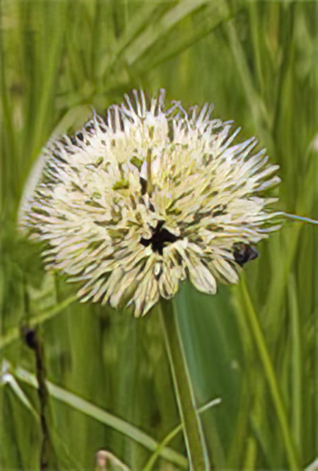 Victory Onion or Alpine Leek