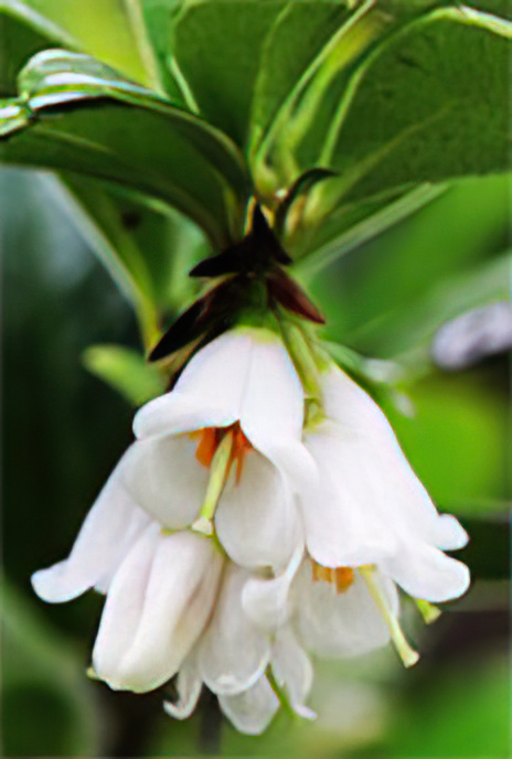 Cowberry
