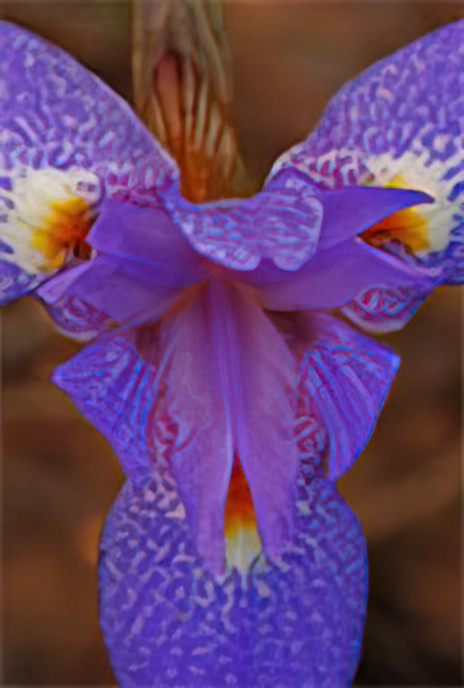 Barbary Nut or Poor Man’s Iris