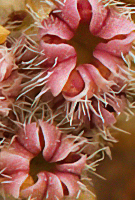 Dune Carrot or Maritime Bastard Parsley