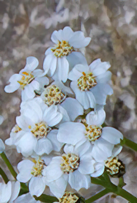 Silvery Yarrow