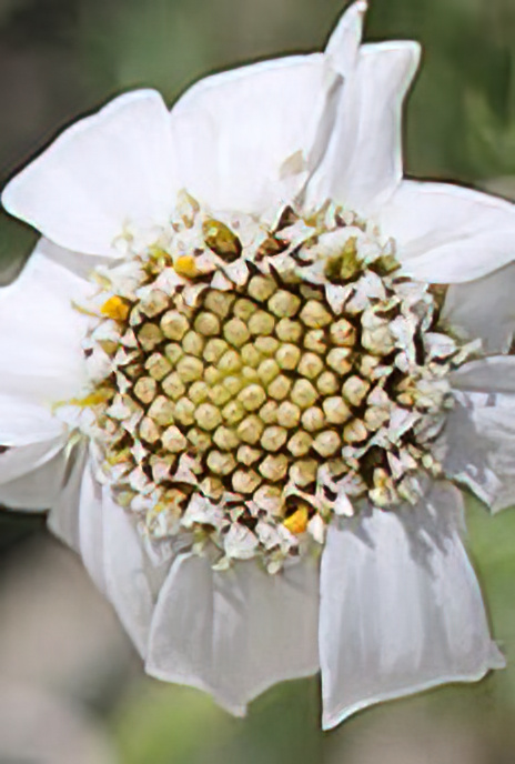 Alpine Sneezewort