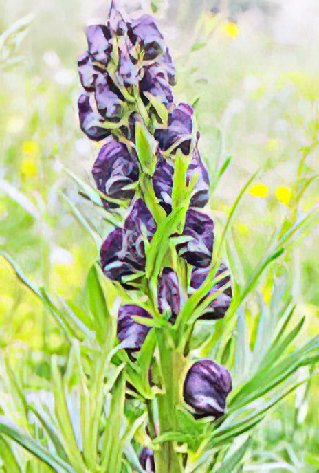 Common Monkshood