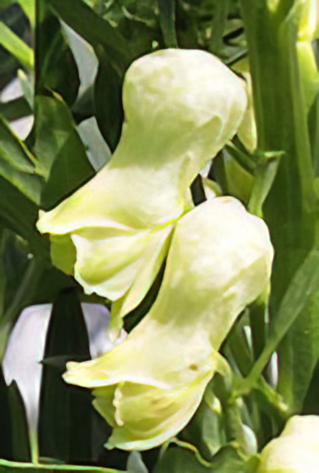 Wolfsbane
