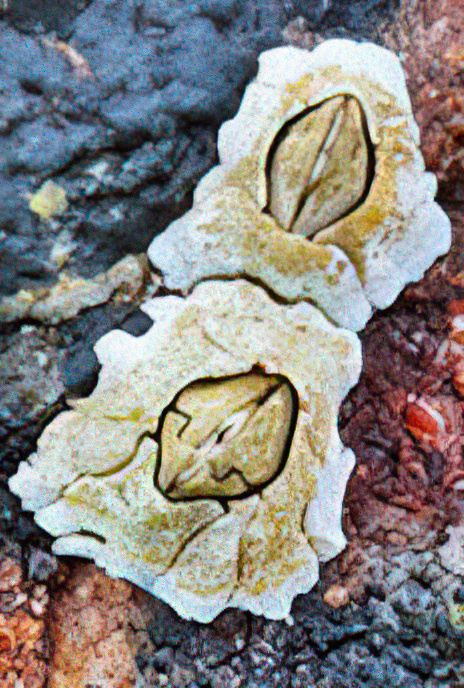 Acorn Barnacle