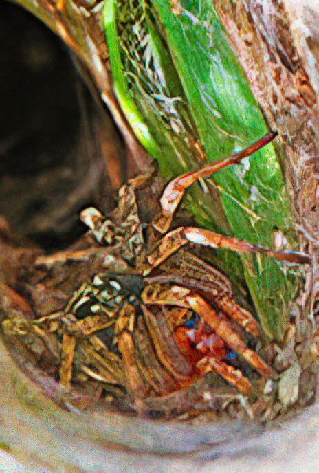 Labyrinth Spider