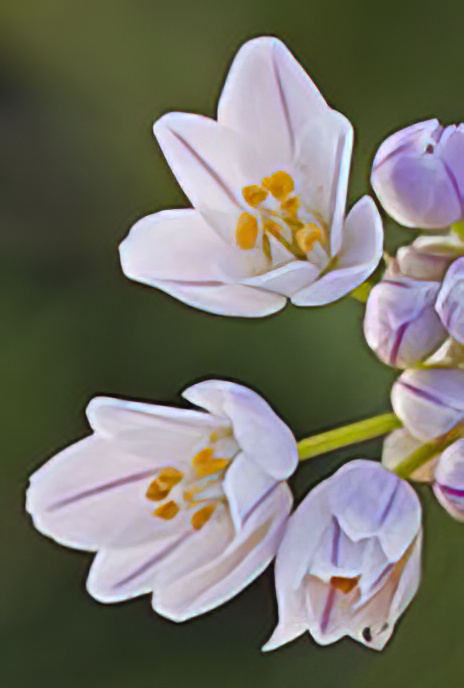 Rosy Garlic