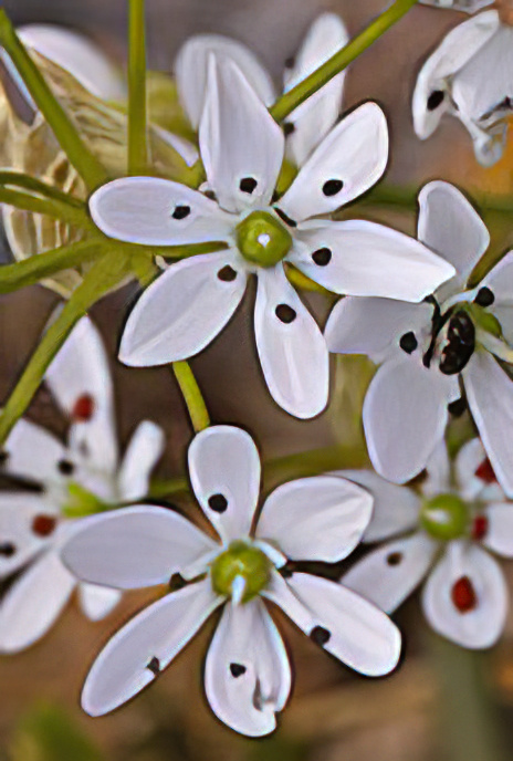 Hairy Garlic