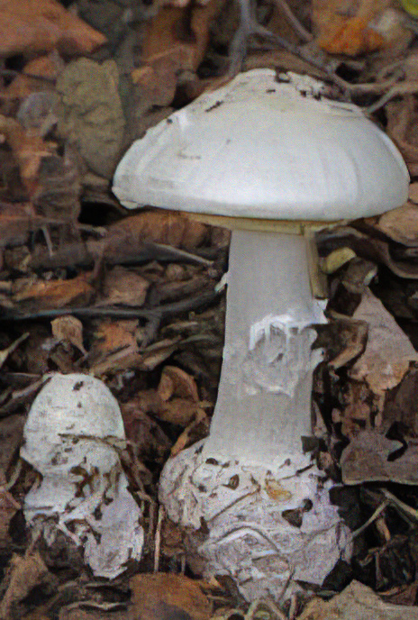 False Deathcap