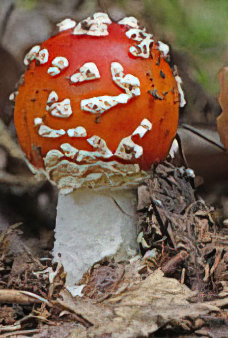 Fly Agaric