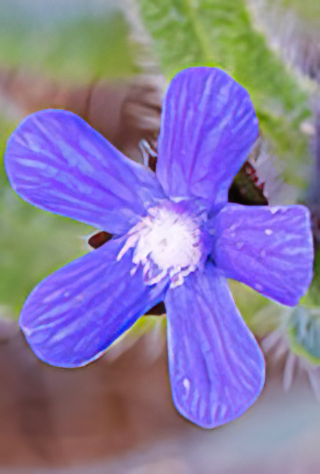 Large Blue Alkanet