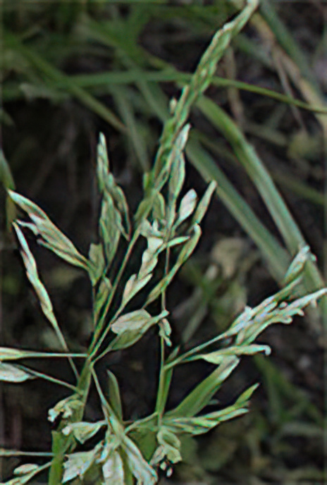 Annual Meadow Grass