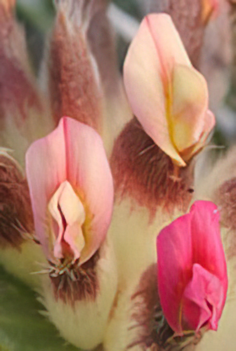 Red Kidney Vetch