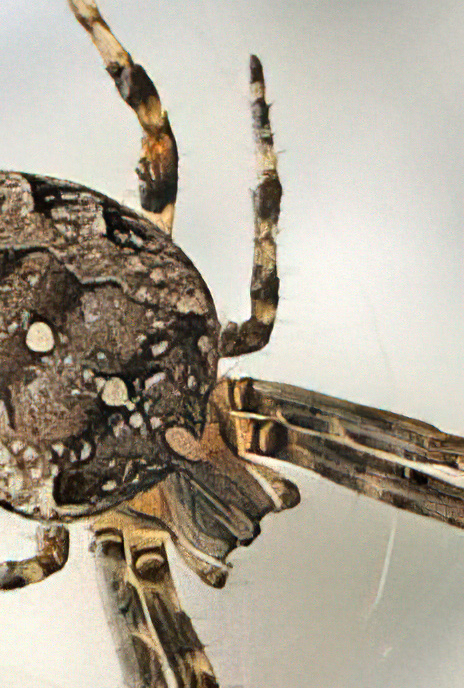 Garden Spider