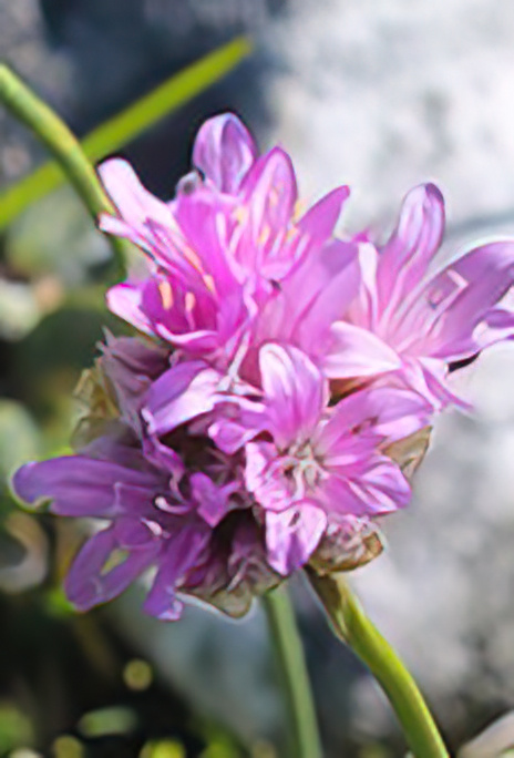 Mountain Thrift