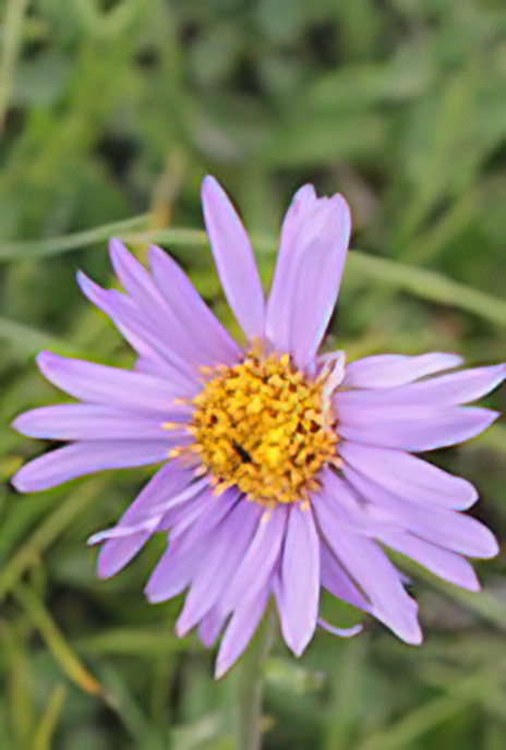 Alpine Aster