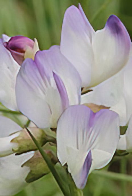 Alpine Milk-vetch