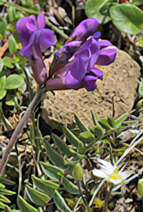 Mountain Milk-vetch