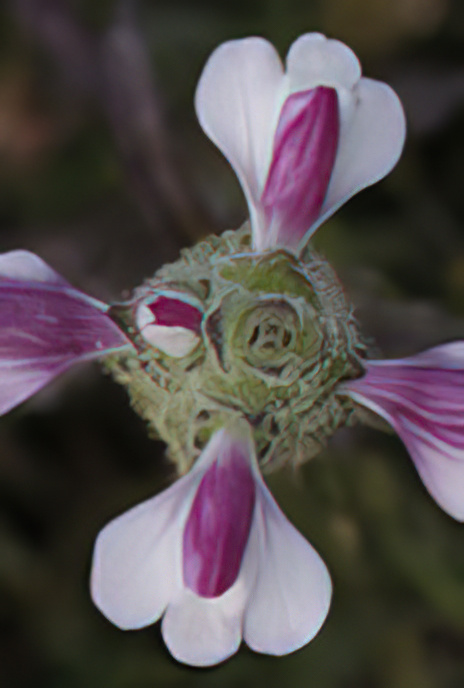 Mediterranian Linseed