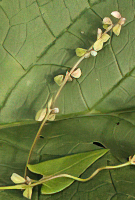 Black Bindweed