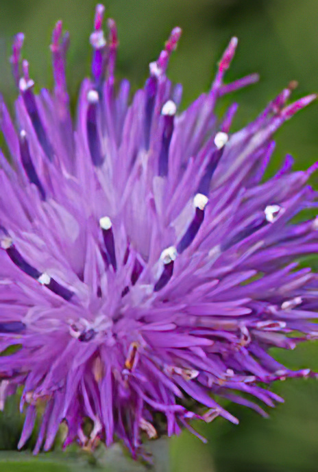 Black Knapweed