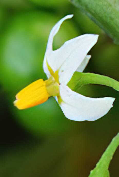 Black Nightshade