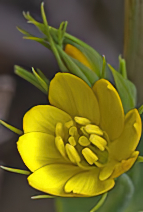 Yellow Wort