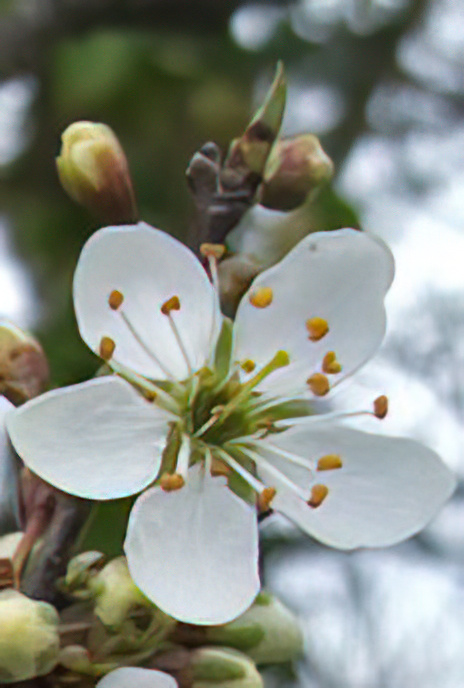 Blackthorn