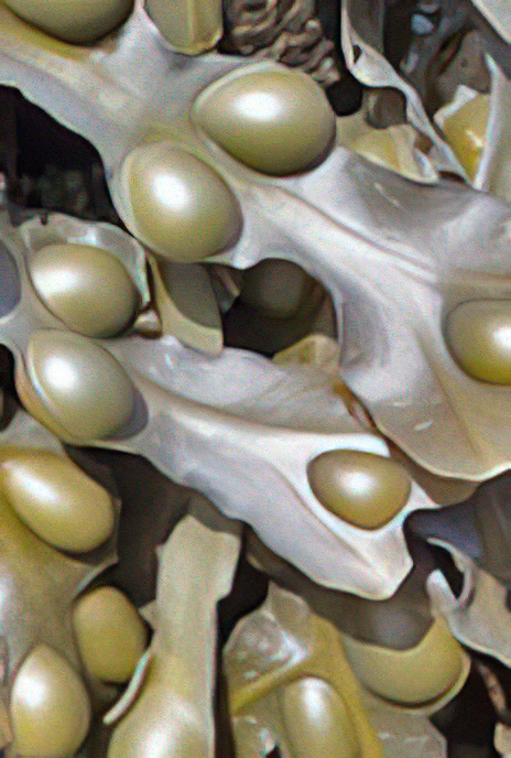 Bladder Wrack