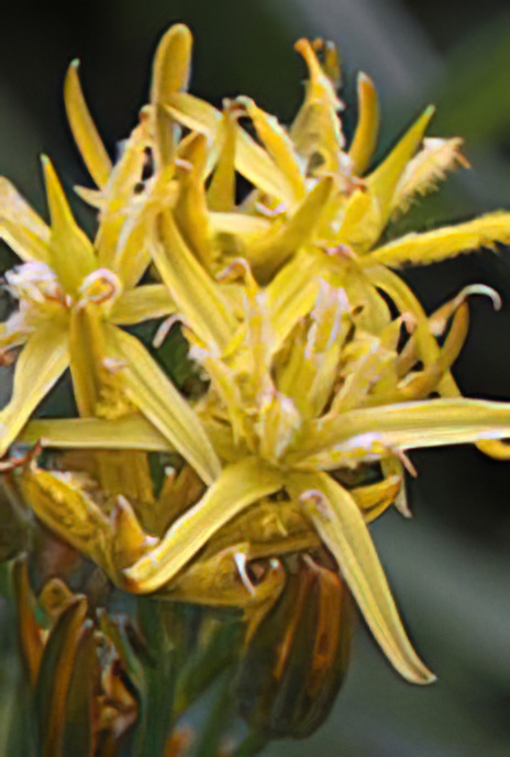Bog Asphodel
