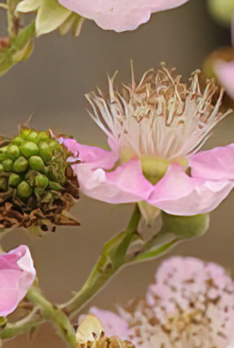 Bramble