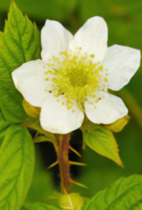 Bramble